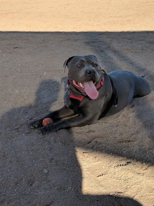 Udall Dog Park 1