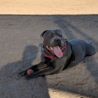 Udall Dog Park ico