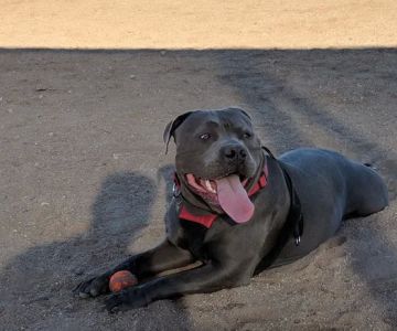 Udall Dog Park