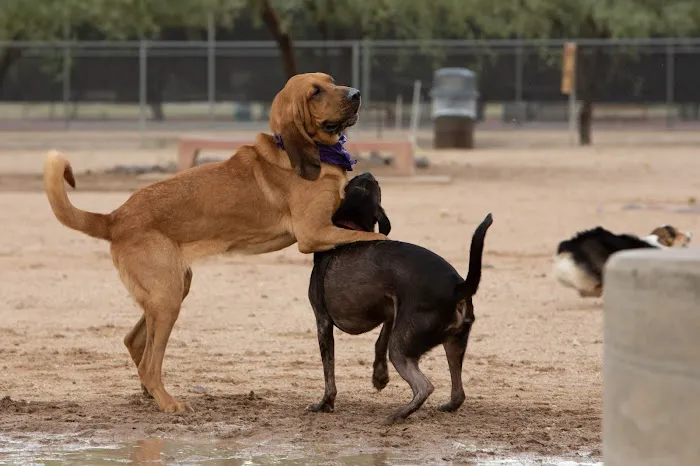 Udall Dog Park 6