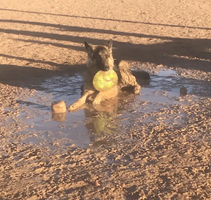 Udall Dog Park 8