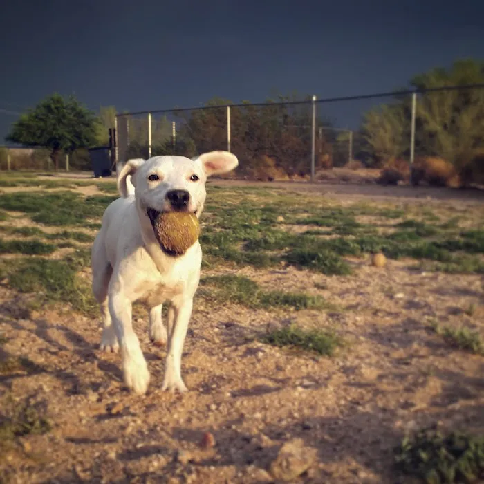 Northwest Community Dog Park 9