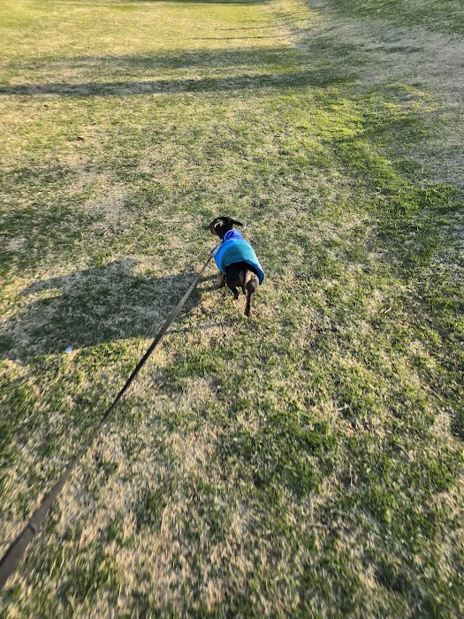 Northwest Community Dog Park 5