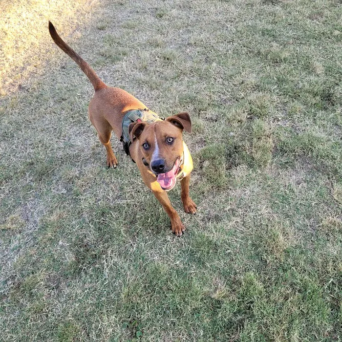 Wagging Tails Dog Park 10