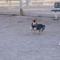Crossroads at Silverbell District Park - Dog Park ico