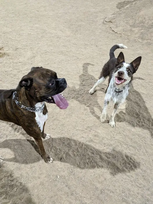Crossroads at Silverbell District Park - Dog Park 5