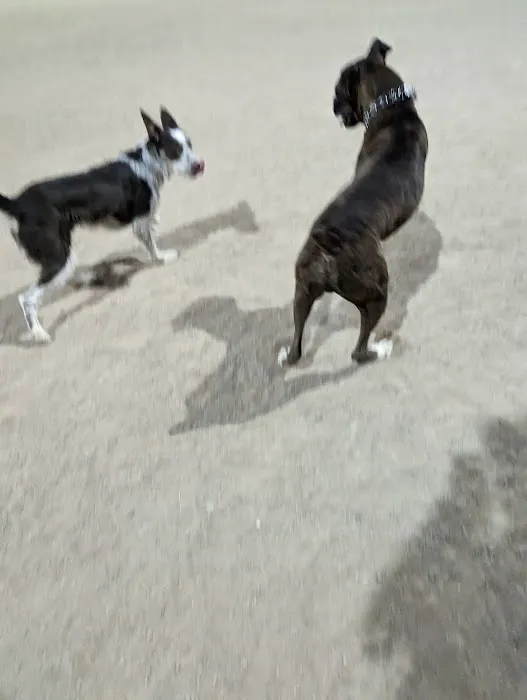 Crossroads at Silverbell District Park - Dog Park 4