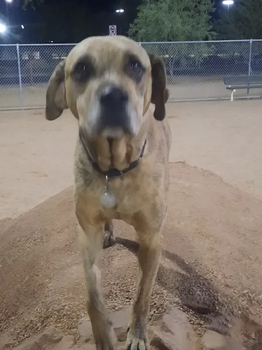 Crossroads at Silverbell District Park - Dog Park 10