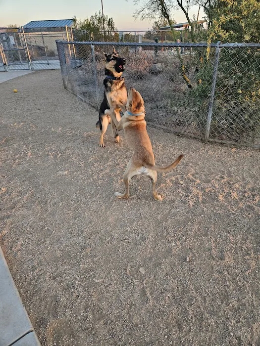 Tangerine Sky Community - Dog Park 7