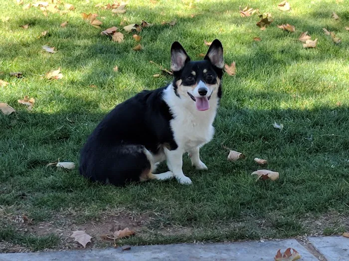 Bark Park 2