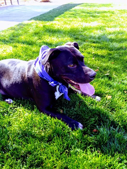Bark Park 10
