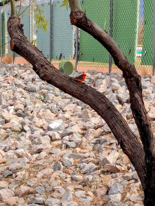 SaddleBrooke Dog Park - Private Community Park 7