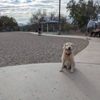Anamax Dog Park ico