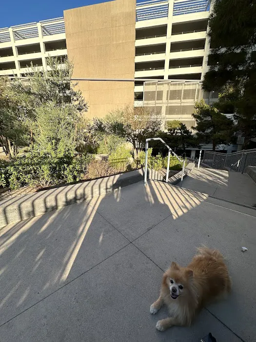Vdara Dog Park 3