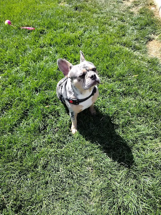 Dog park 6