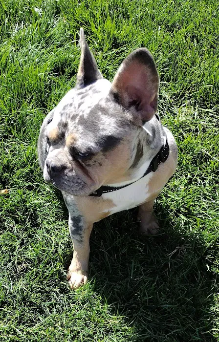 Dog park 10