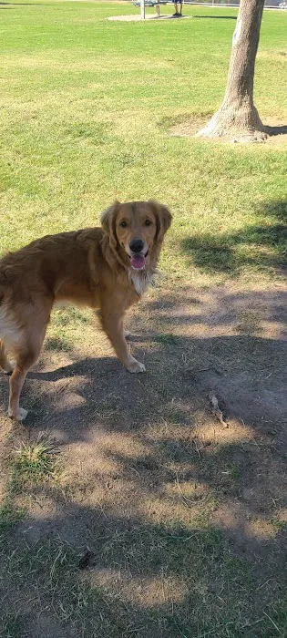 Shadow Rock Dog Park 9