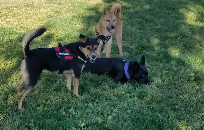 Clark County Dog Park at Spring Valley Community Park 5