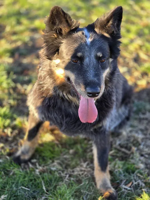 Clark County Dog Park at Spring Valley Community Park 3