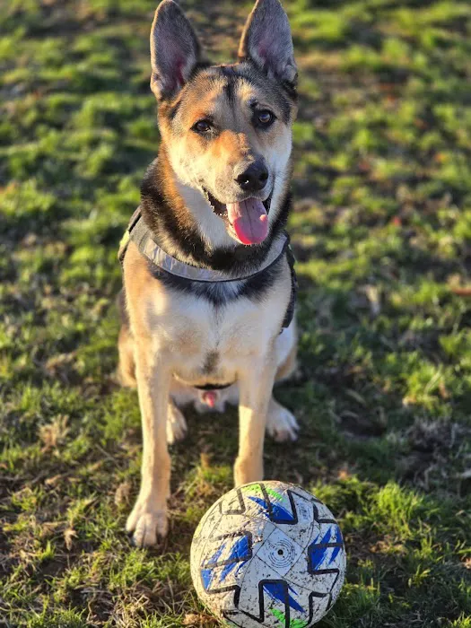 Clark County Dog Park at Spring Valley Community Park 2