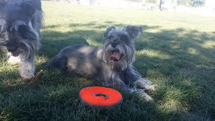 Sunset Dog Park 2