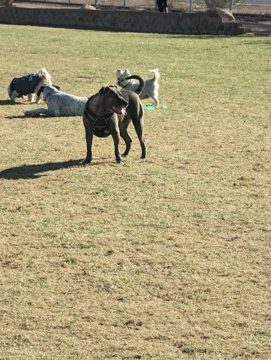 Sunset Dog Park 4