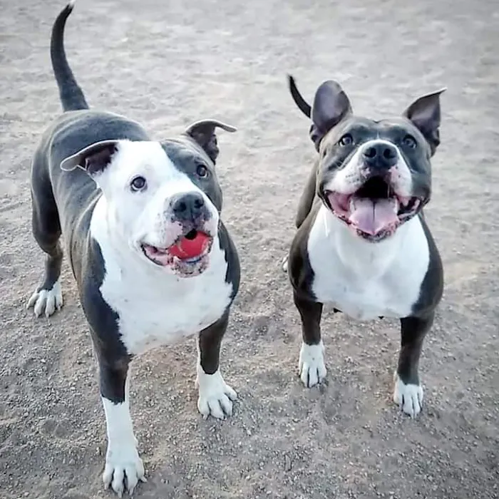 Sunset Dog Park 7