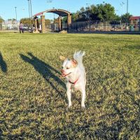 Sunset Dog Park ico