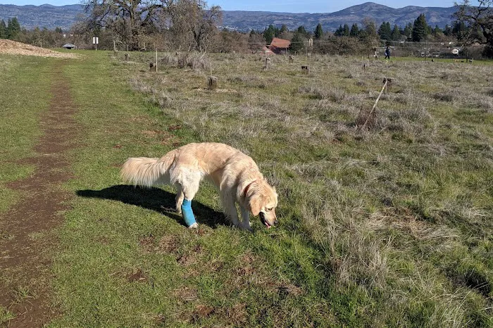 Desert Breeze Dog Park 8