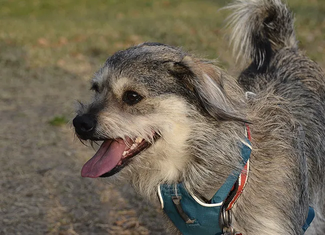 Desert Breeze Dog Park 2