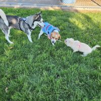 Desert Breeze Dog Park ico