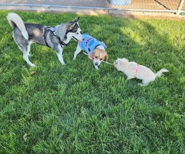 Desert Breeze Dog Park