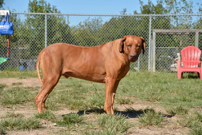 Desert Breeze Dog Park 3