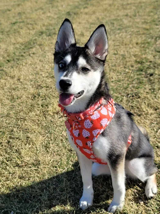 Mountains Edge Dog Park 2