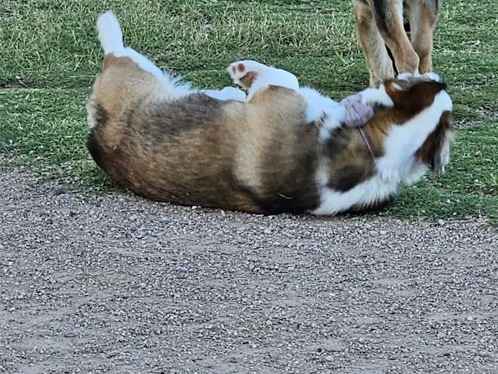 Mountains Edge Dog Park 4