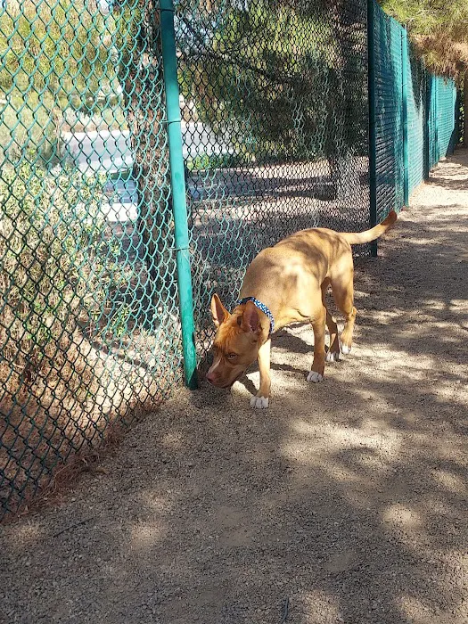 Fire Station Dog Park 10