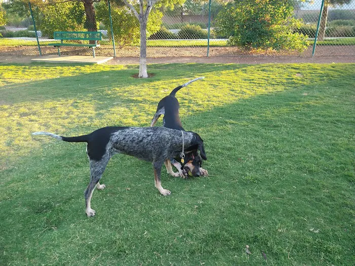 Fire Station Dog Park 6