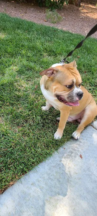 Fire Station Dog Park 7