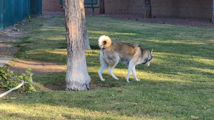 Fire Station Dog Park 1