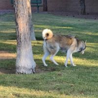 Fire Station Dog Park ico