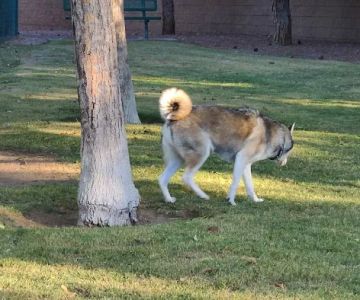Fire Station Dog Park