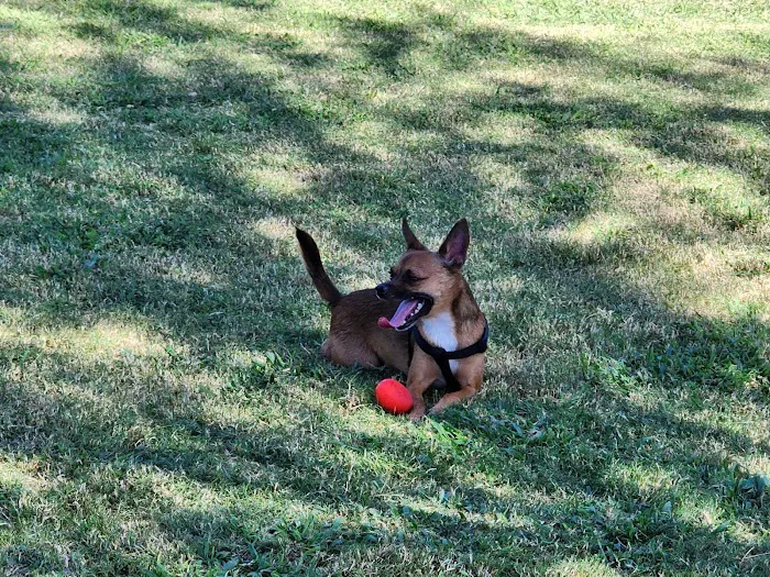 Bark Park at Heritage Park 8