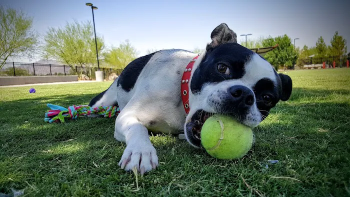 Bark Park at Heritage Park 4