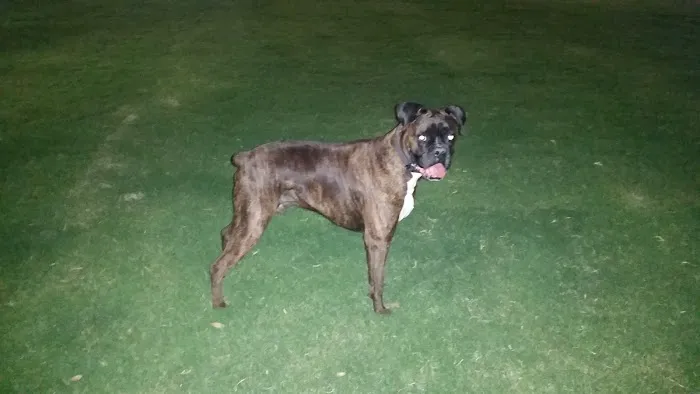 Equestrian Dog Park 6