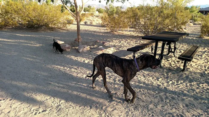 See Spot Run 1
