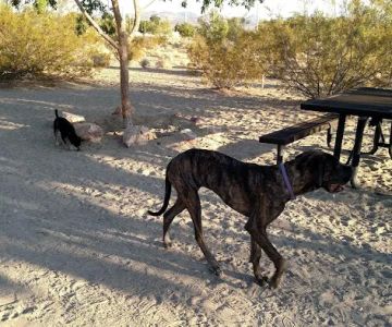 See Spot Run