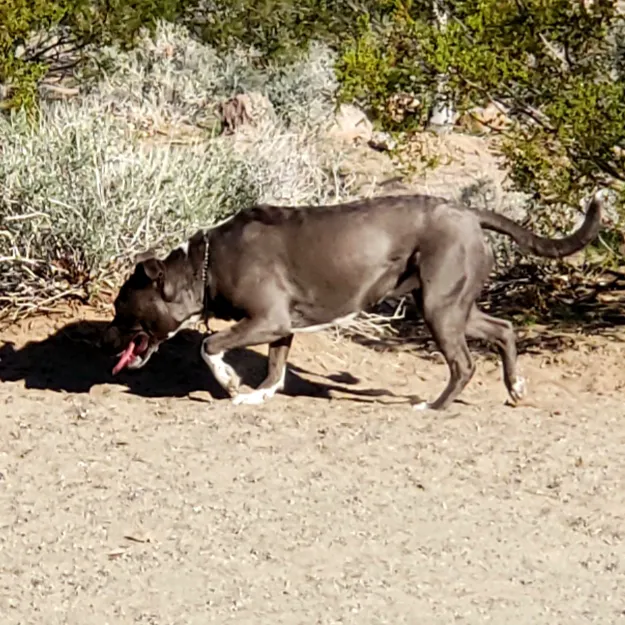 See Spot Run 4