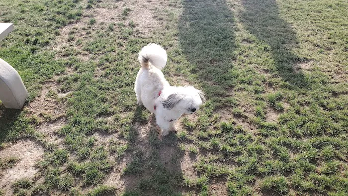 Dr. James W. Thornton Dog Park 8