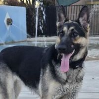 Dr. James W. Thornton Dog Park ico