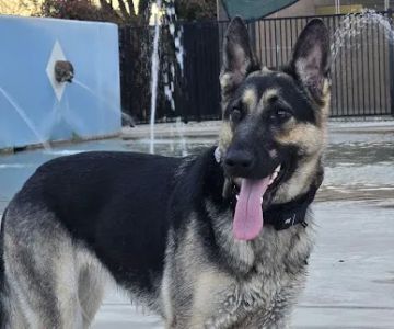Dr. James W. Thornton Dog Park